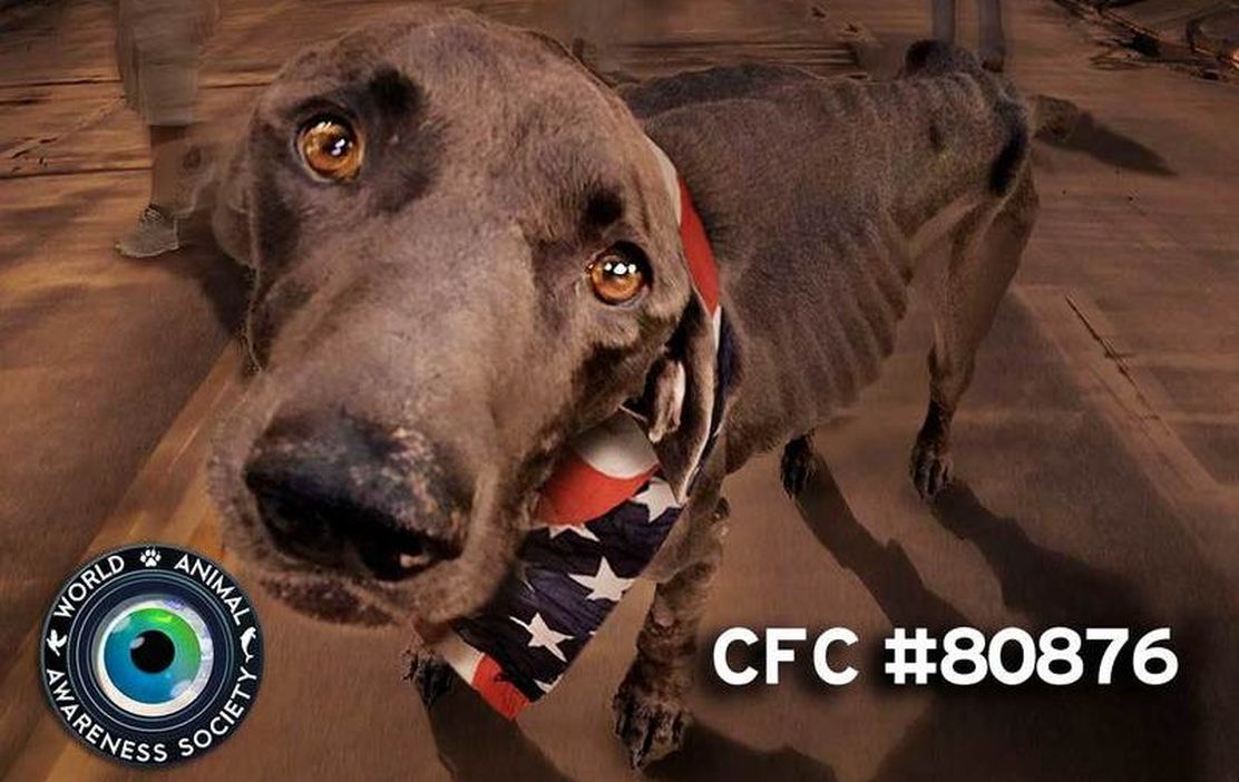 World Animal Awareness Society Best of CFC #80876